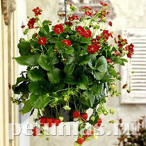 Земляника Ruby Ann F1 -  3 шт 10016