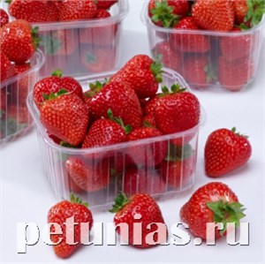 Клубника Rowena F1 -  3 шт 10024