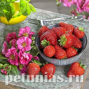 Клубника Summer Breeze Cherry Blossom F1 - 3 шт 10026