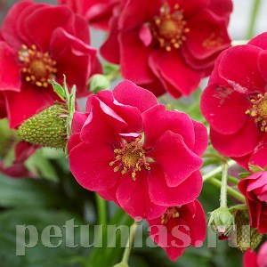 Клубника Summer Breeze Rose F1 - 3 шт 10027