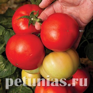 Томат детерминантный F1 Big League - 3 шт 11388