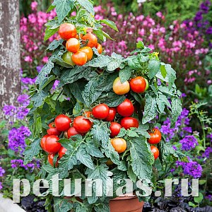 Томат компактный F1 Summerlast - 3 шт 11390
