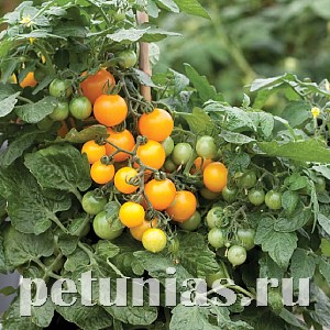 Томат ультракомпактный F1 Lemon Sherbet - 3 шт 11392