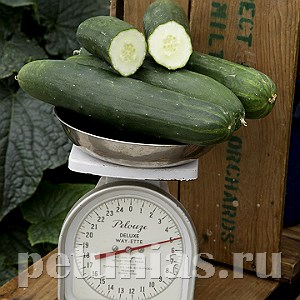 Огурец F1 Рetiрikel - 3 шт 11386
