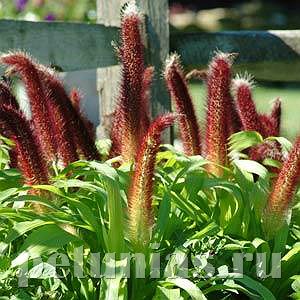 Пеннисетум Ornamental Millet Jade Princess - 3 шт 10632
