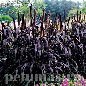 Пеннисетум Ornamental Millet Purple Magesty - 3 шт 10634