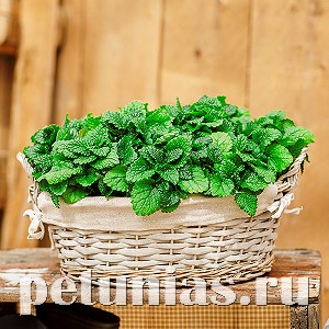 Мелисса лекарственная Limonchello - 5 шт 10788