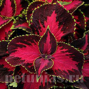 Колеус Premium Sun Covered Cherry - 3 шт 10696