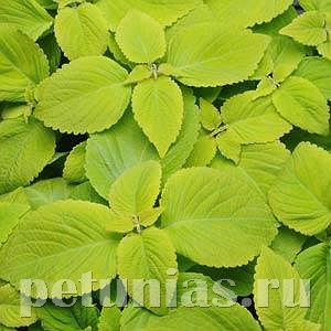 Колеус Premium Sun Lime Delight - 3 шт 10698