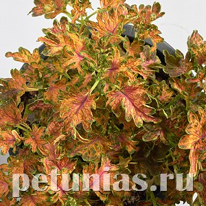 Колеус Colocha Scarlet - 5 шт 10702