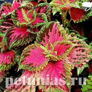 Колеус Kong Salmon Pink - 3 шт 10708