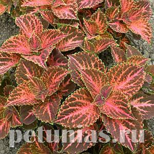 Колеус Wizard Pastel - 5 шт 10714