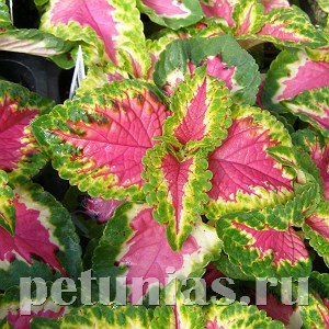 Колеус Wizard Rose - 5 шт 10715