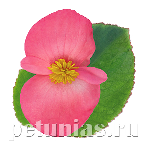 Бегония Big Deep Pink Green Leaf - 3 шт 10310