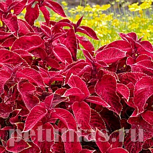 Колеус Wizard Velvet Red - 5 шт 10718