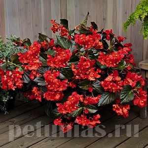 Бегония BIG DeluXXe Red Bronze Leaf - 3 шт 10313