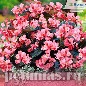 Бегония Big Pink Bronze Leaf - 3 шт 10318