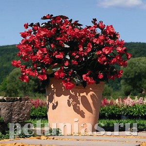 Бегония Big Red Bronze Leaf - 3 шт 10320