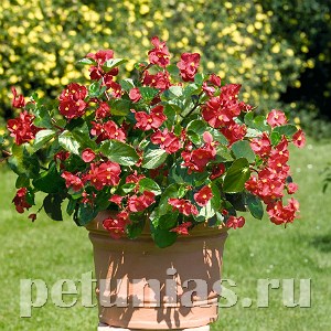 Бегония Big Red Green Leaf - 3 шт 10321