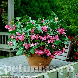 Бегония Dragon Wing Pink - 3 шт 10325