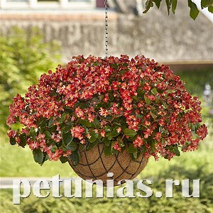 Бегония ампельная Hula Bicolor Red White - 3 шт 10330