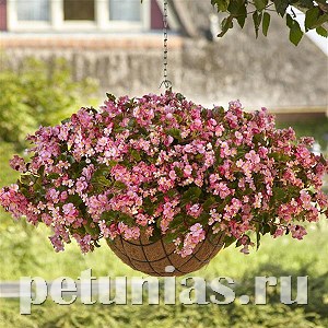 Бегония ампельная Hula Pink - 3 шт 10332