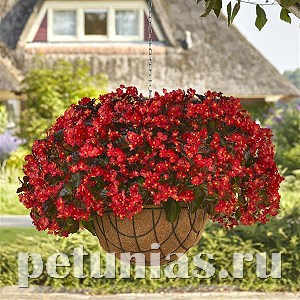 Бегония ампельная Hula Red - 3 шт 10333