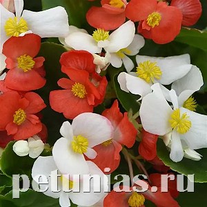 Бегония ампельная Hula Red White MIX - 3 шт 10334