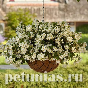 Бегония ампельная Hula White - 3 шт 10335