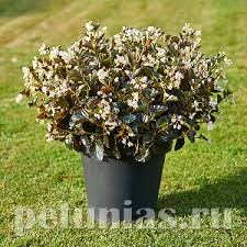 Бегония Sensation White Bronze Leaf - 5 шт 10344