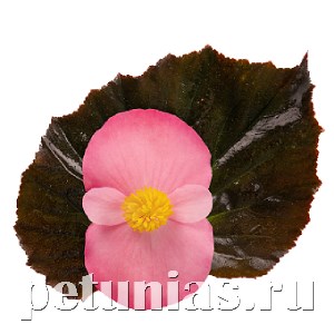Бегония Stonehedge Rose Bronze Leaf -3 шт 10346