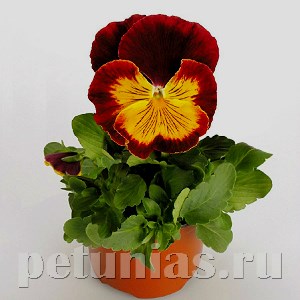 Виола Cats Red&Gold - 5 шт 10395