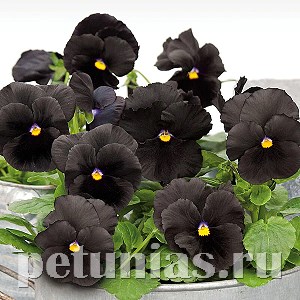 Виола Atlas Black - 5 шт 10398