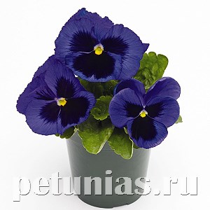 Виола Inspire Plus Blue Blotch - 5 шт 10401