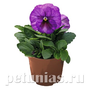 Виола Inspire Plus Lavender Blotch Shades - 5 шт 10407