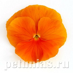 Виола Inspire DeluXXe Orange - 5 шт 10414