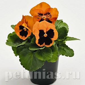 Виола Inspire Plus Orange Blotch - 5 шт 10415