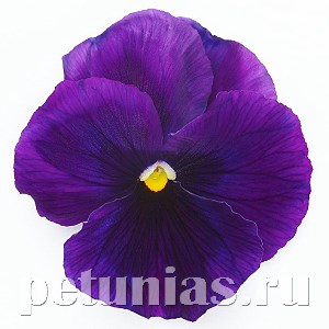 Виола Inspire Plus Violet - 5 шт 10424
