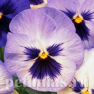 Виола Matrix Blue Frost - 5 шт 10434