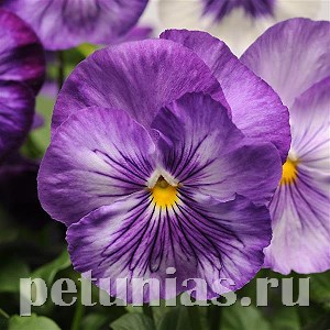 Виола Matrix Lavender Shades - 5 шт 10436