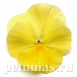 Виола Matrix Lemon - 5 шт 10437