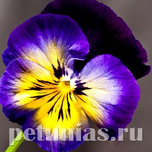 Виола Matrix Midnight Glow - 5 шт 10439