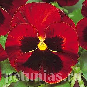 Виола Matrix Red Blotch - 5 шт 10445