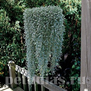 Дихондра серебристая Silver Falls - 3 шт 10624