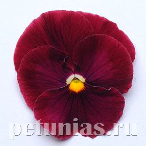 Виола Matrix Rose - 5 шт 10447