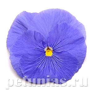 Виола Matrix True Blue - 5 шт 10452