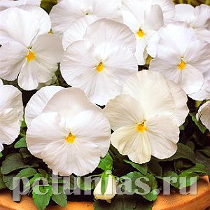 Виола Matrix White - 5 шт 10453