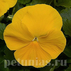 Виола Matrix Yellow - 5 шт 10455