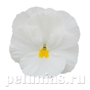Виола Power Clear White - 5 шт 10458