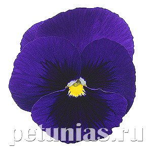 Виола Power Deep Blue with Blotch - 5 шт 10460
